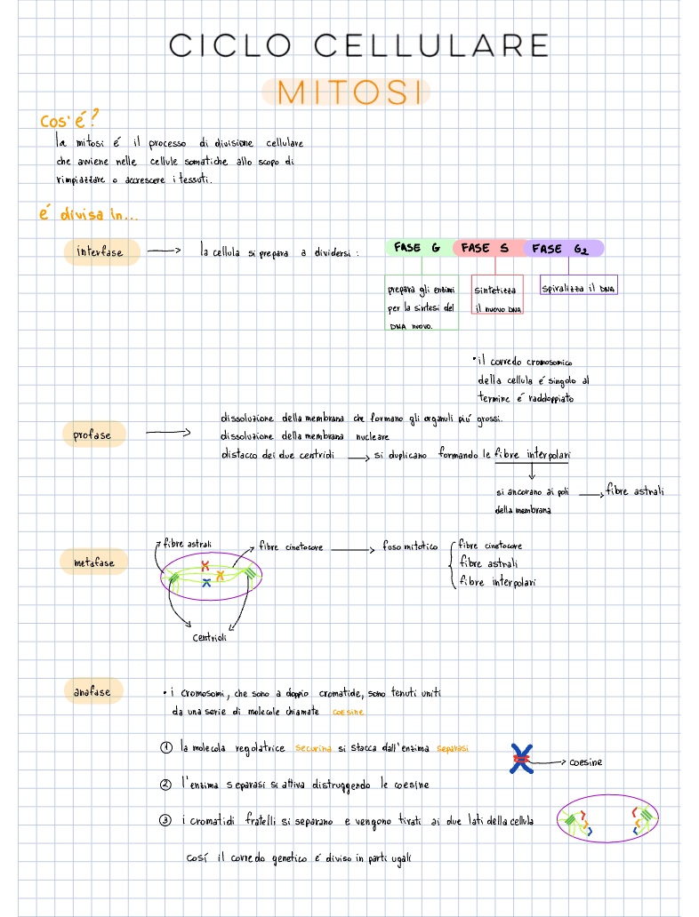 Ciclo Cellulare Mitosi E Meiosi Notability Gallery