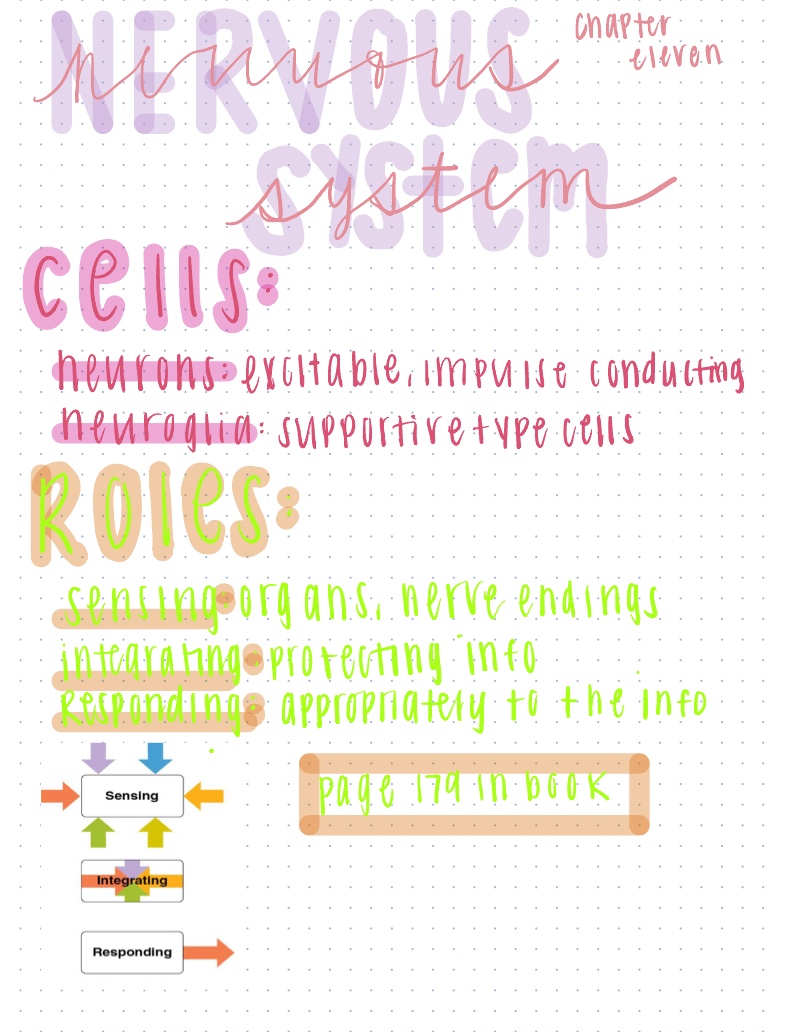 Chapter 11: Nervous System Quick Notes - Notability Gallery