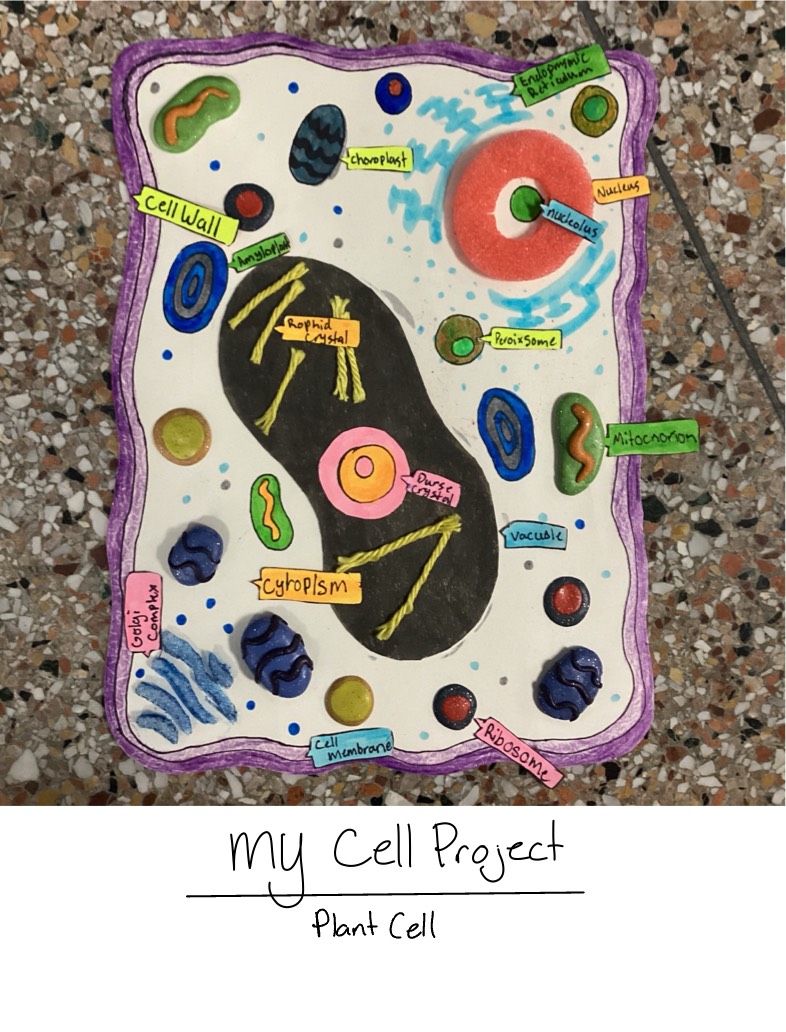 My Cell Decatur My Cell Project - Notability Gallery