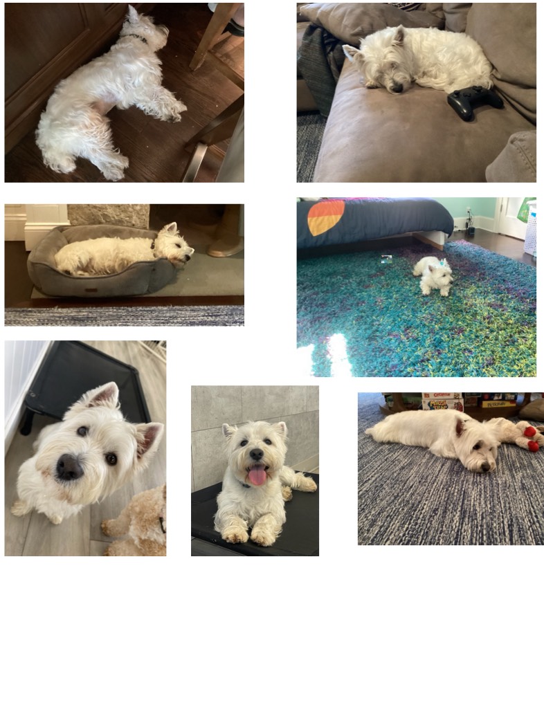 Dog Pics - Notability Gallery