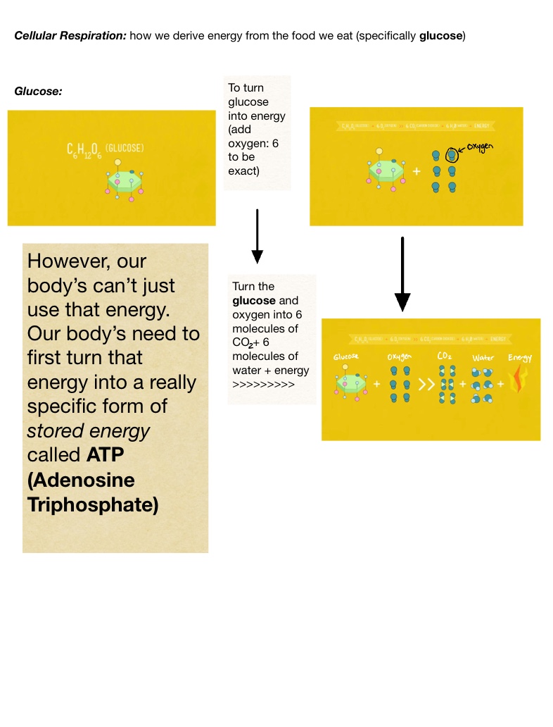 Crash Course ATP And Respiration (Video Notes) Notability Gallery