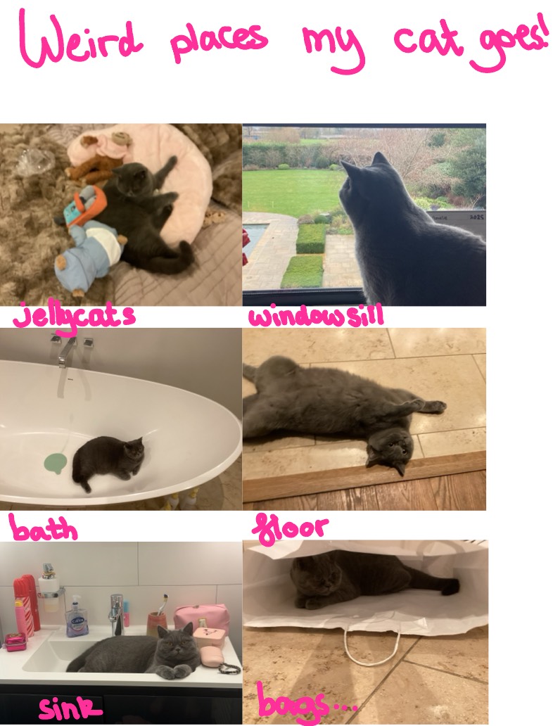 Weird Places My Cat Goes! - Notability Gallery