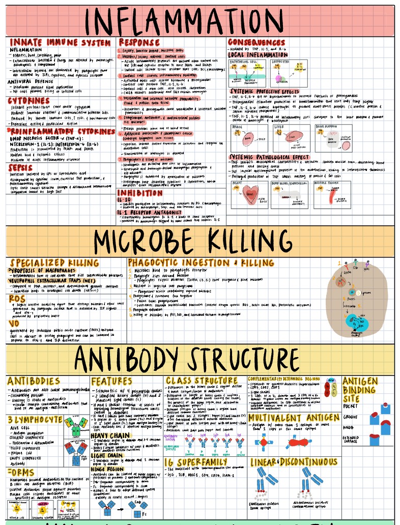 Immunology Notes - Notability Gallery