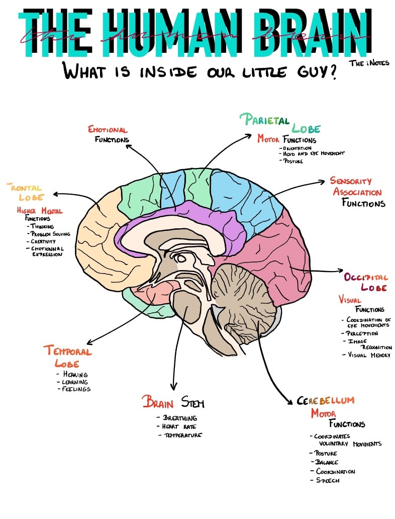 Anatomy 4 : The Brain Functions - Notability Gallery