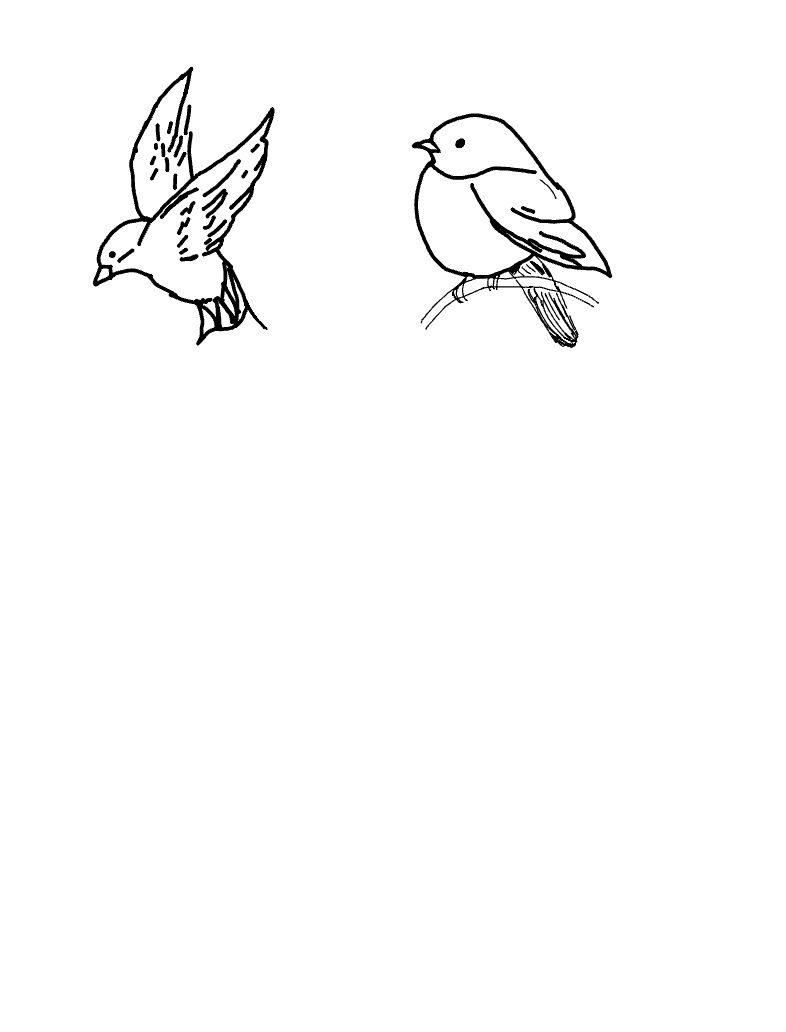 parrots flying drawing