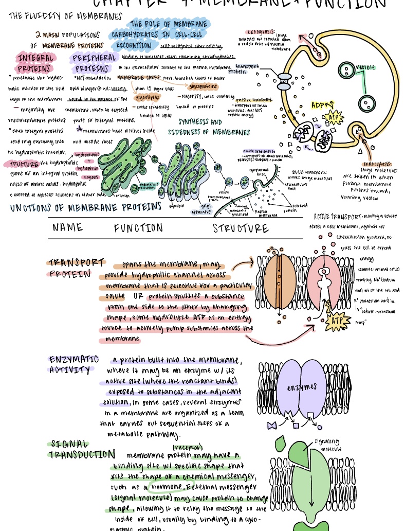 Biology: Cell Membrane And Function(s) - Notability Gallery