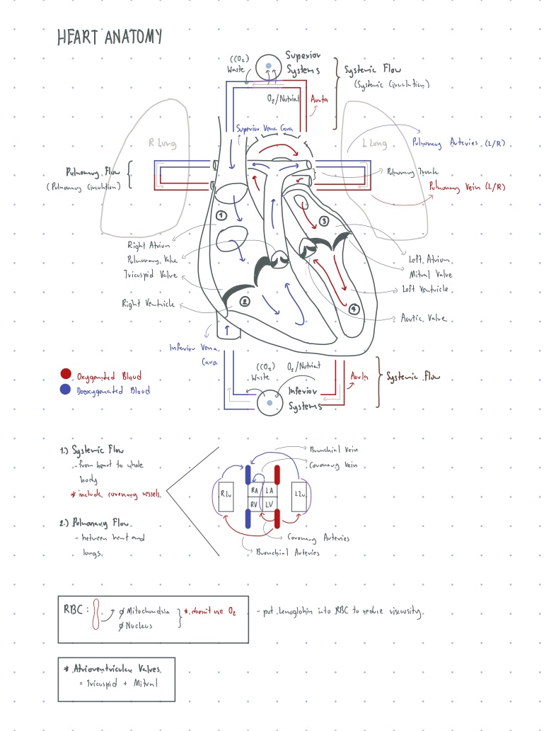 Basic Circulatory - Notability Gallery
