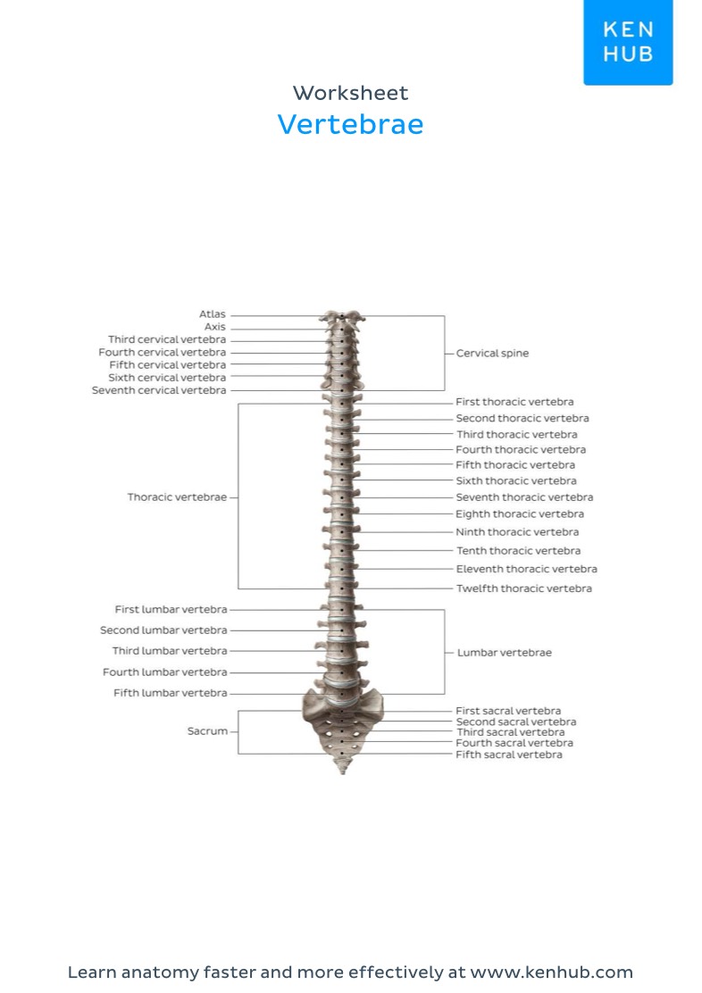 Vertebrae Worksheet - Notability Gallery