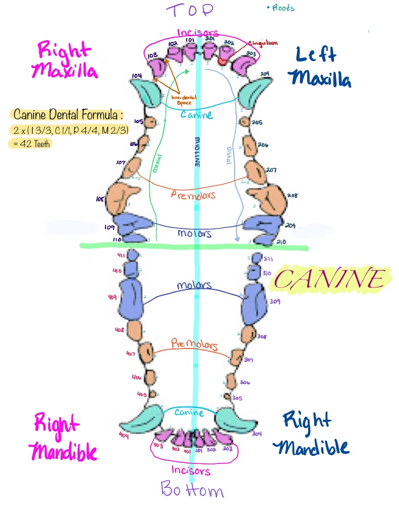Dental Charts - Notability Gallery