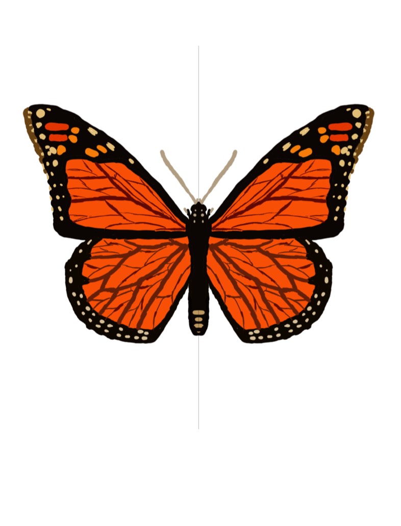 Butterfly 🦋 - Notability Gallery