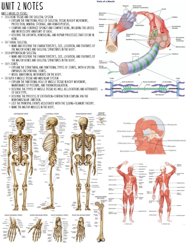Human Anatomy - Notability Gallery