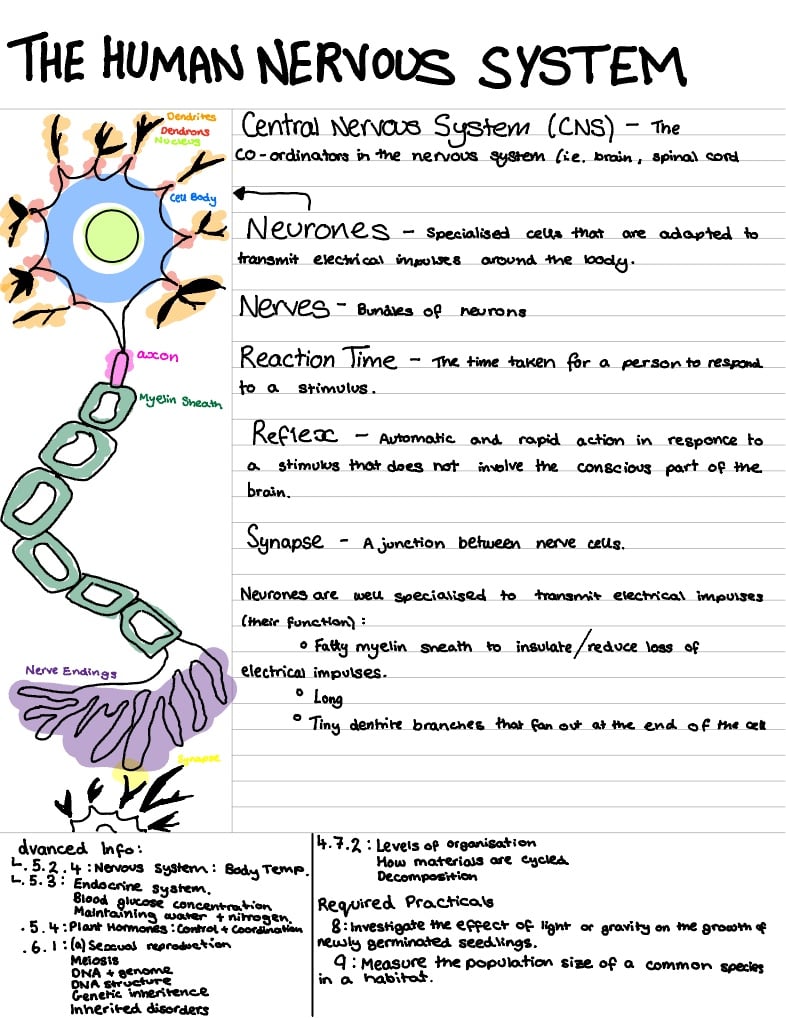 Biology Paper 2 GCSE - Notability Gallery