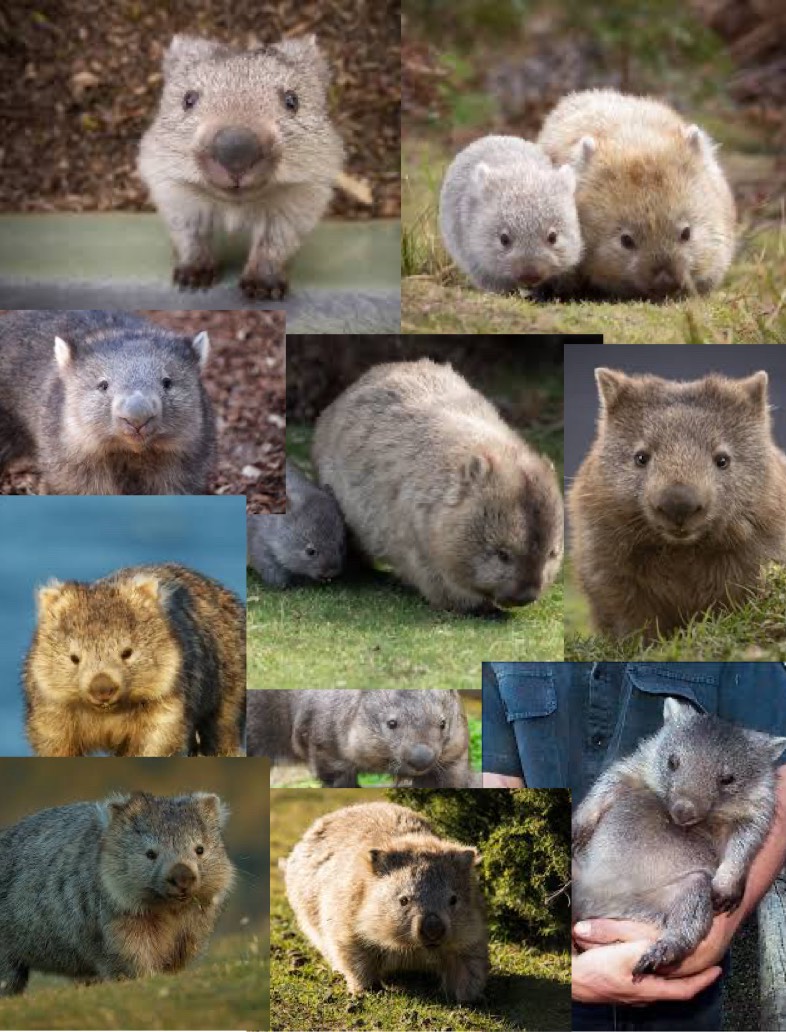 My Wombat Collage - Notability Gallery