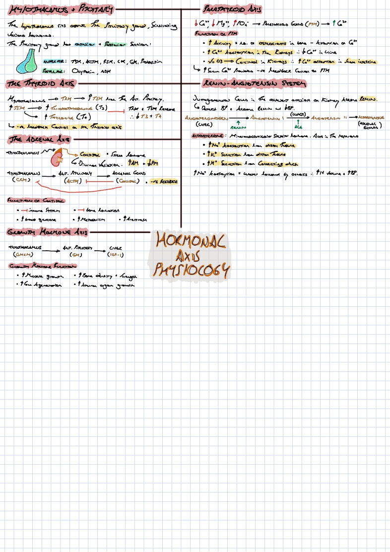 Hormonal Axis Physiology - Notability Gallery