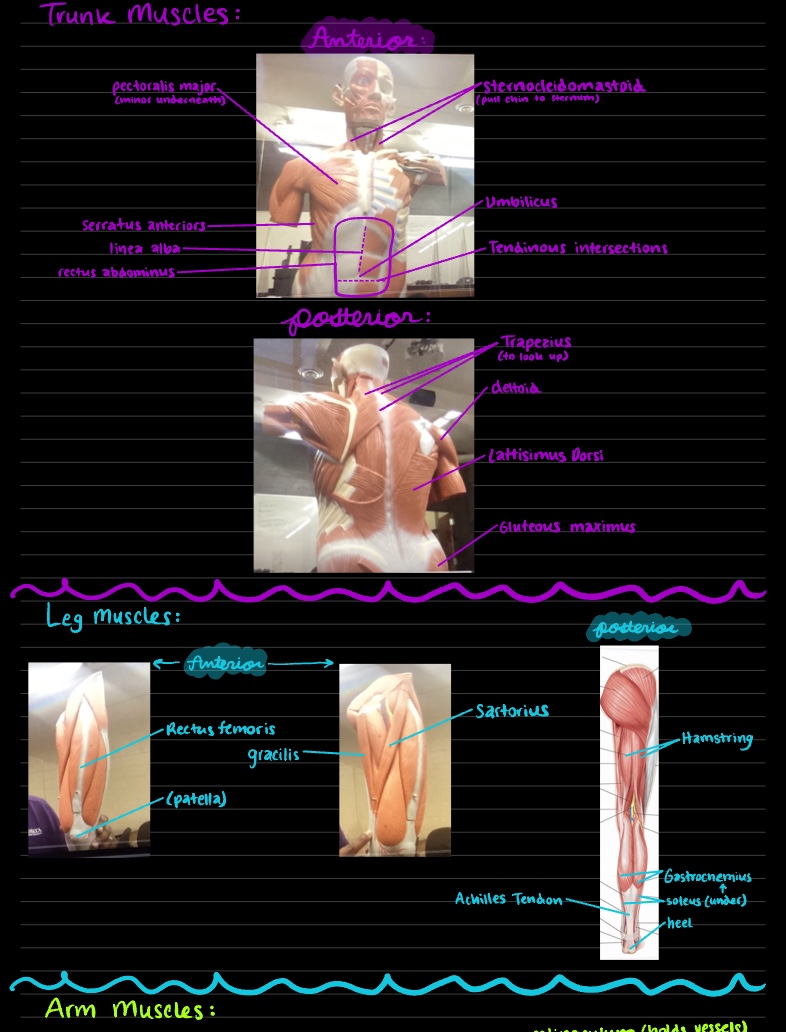 Muscle Practical Study - Notability Gallery
