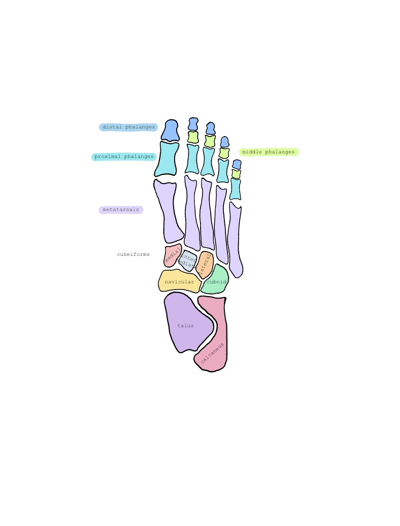 Foot Bones - Notability Gallery
