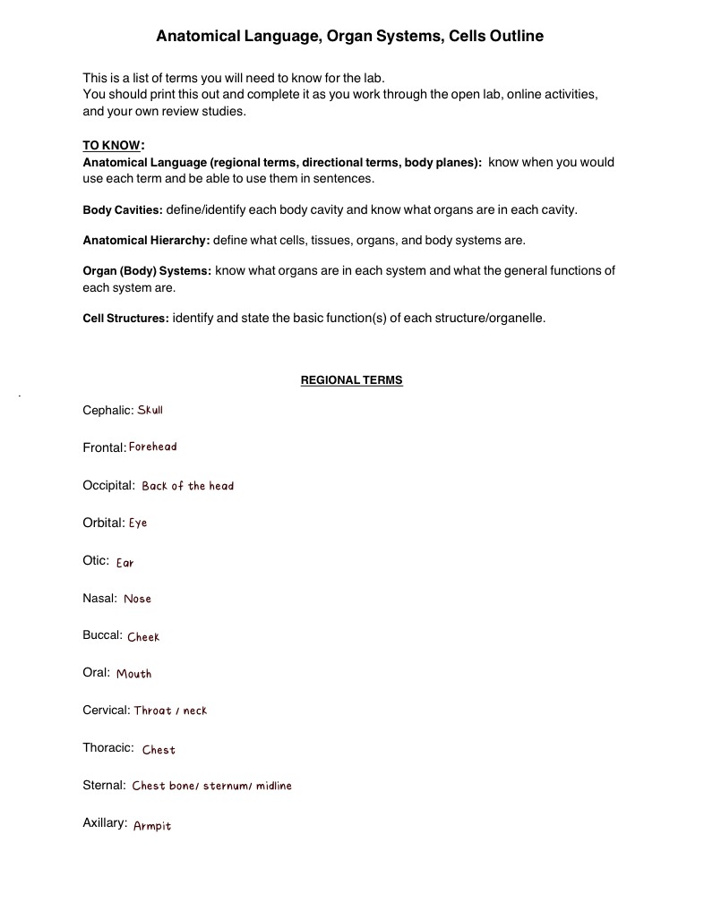 Terms Outline 1 Lab Practical -> For A&p 1 - Notability Gallery