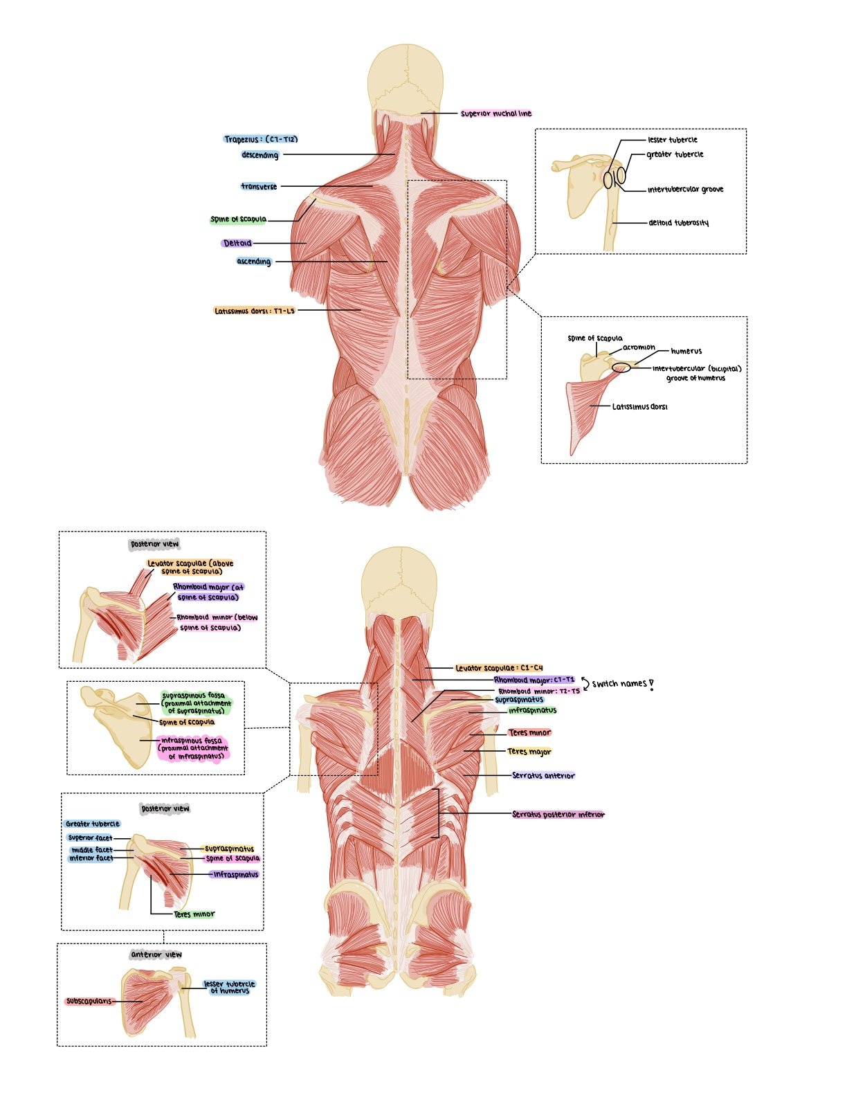 back-muscles-notability-gallery