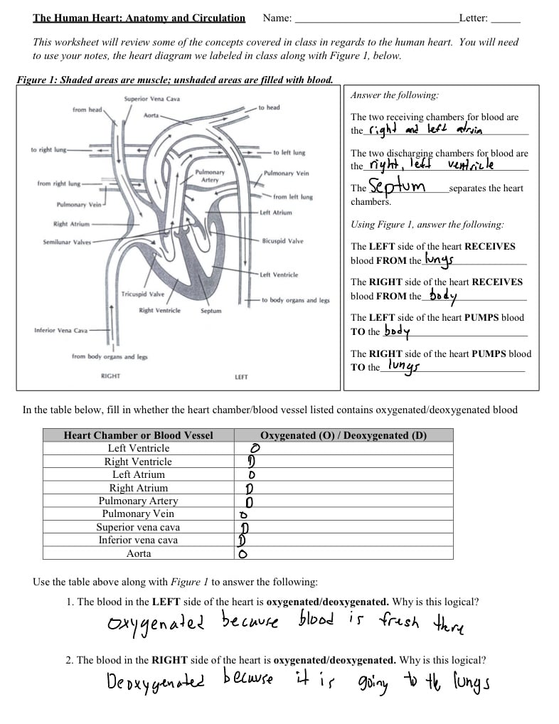 heart-anatomy-circulation-worksheet-notability-gallery