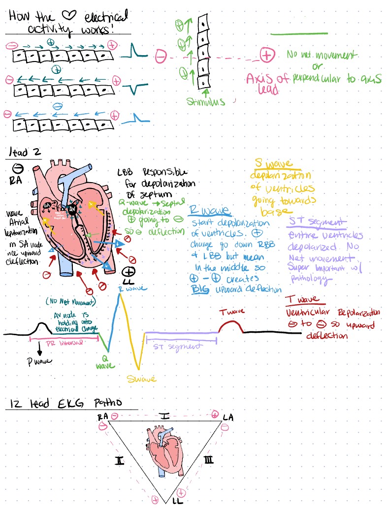 EKG Basics - Notability Gallery