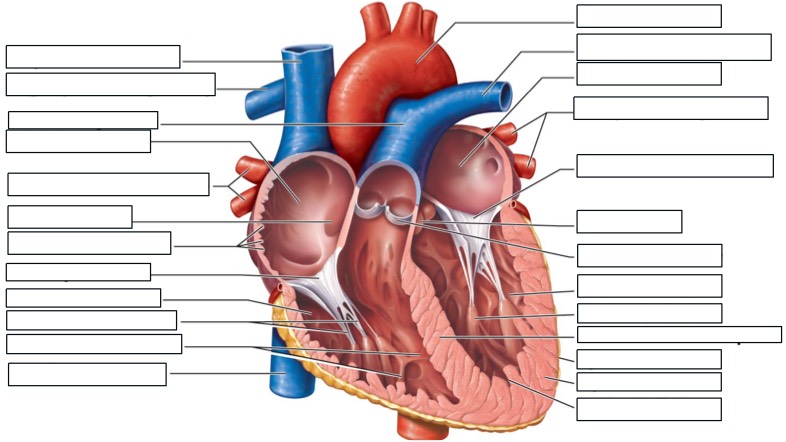Heart Labeling (1) My Own Notes - Notability Gallery