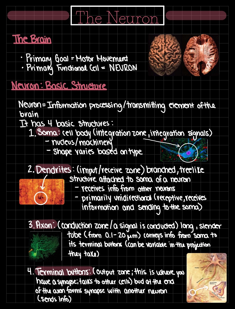 The Neuron - Notability Gallery