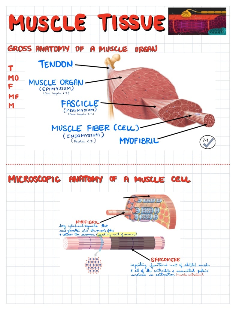 Muscular And Nervous Tissue Study Guide - Notability Gallery