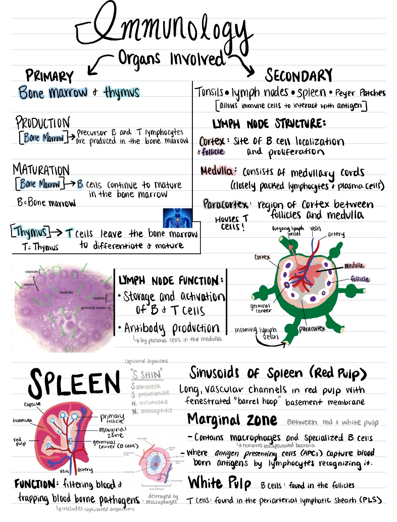 Immunology - Notability Gallery