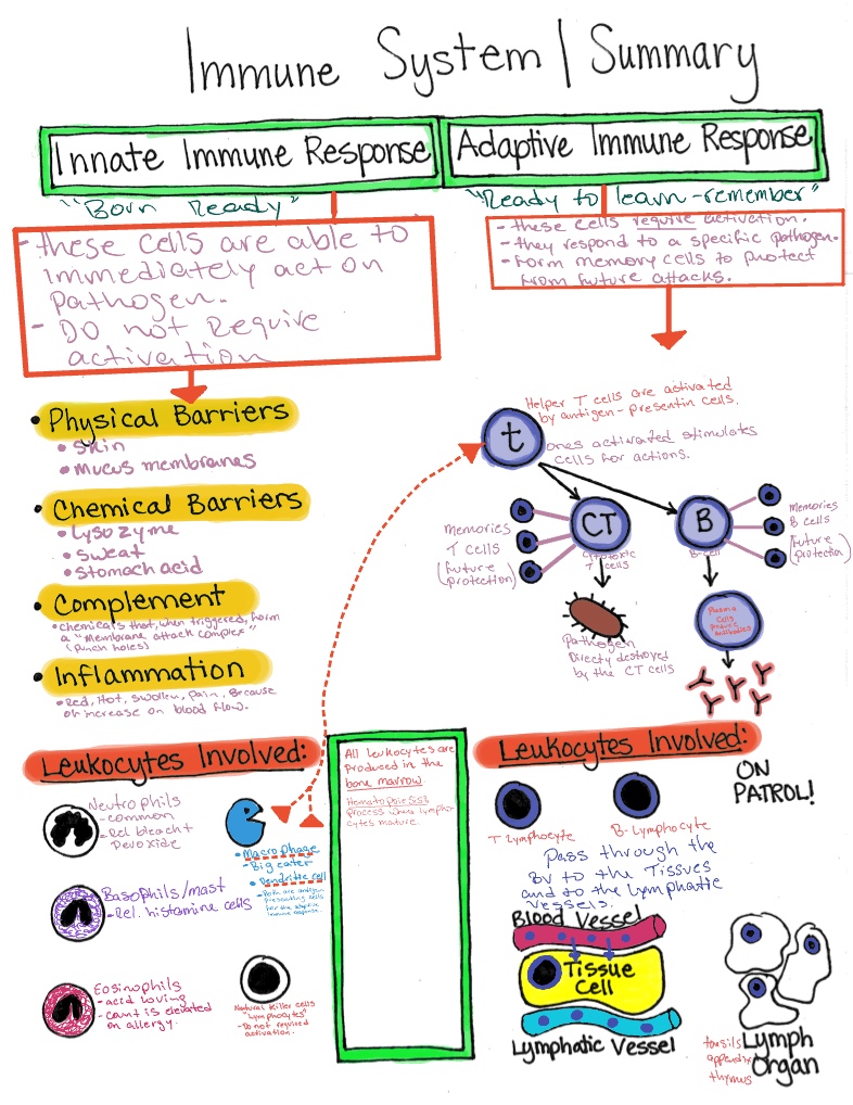Immune System - Notability Gallery