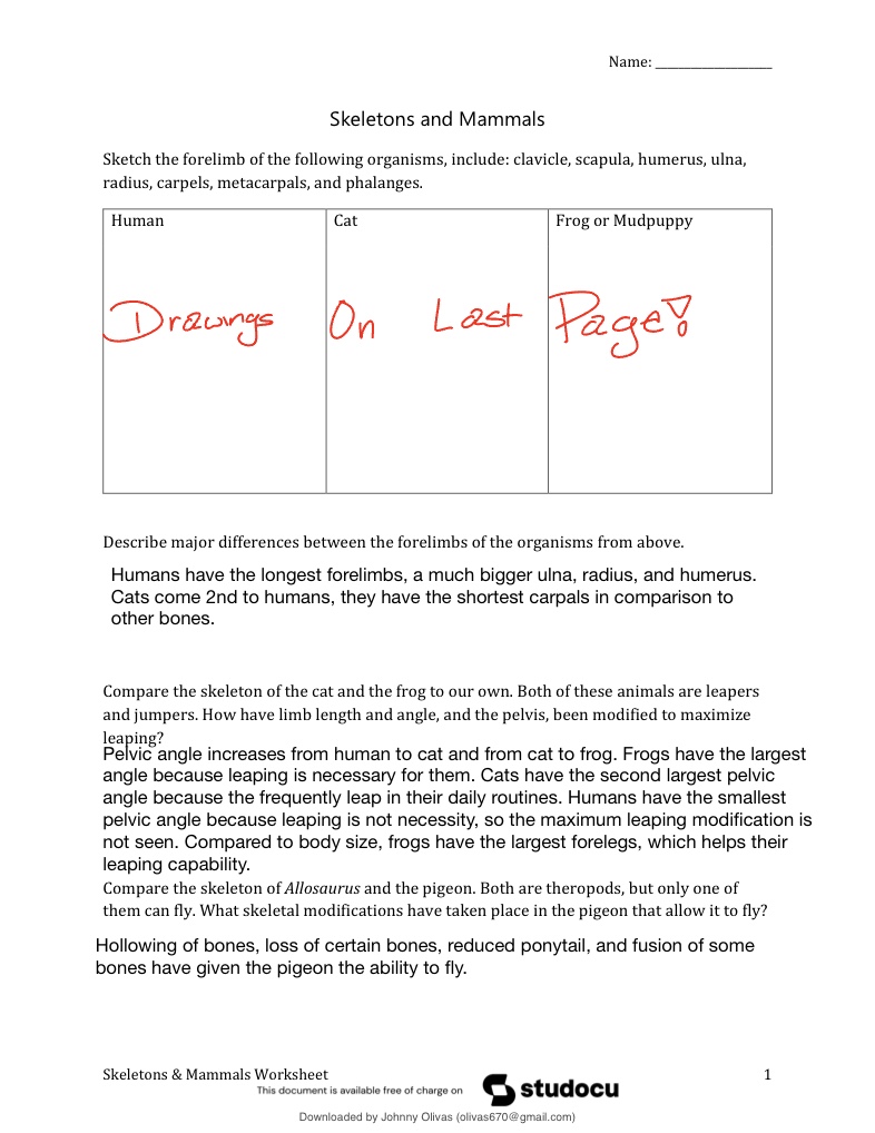 Skeletons Mammals Worksheet - Notability Gallery