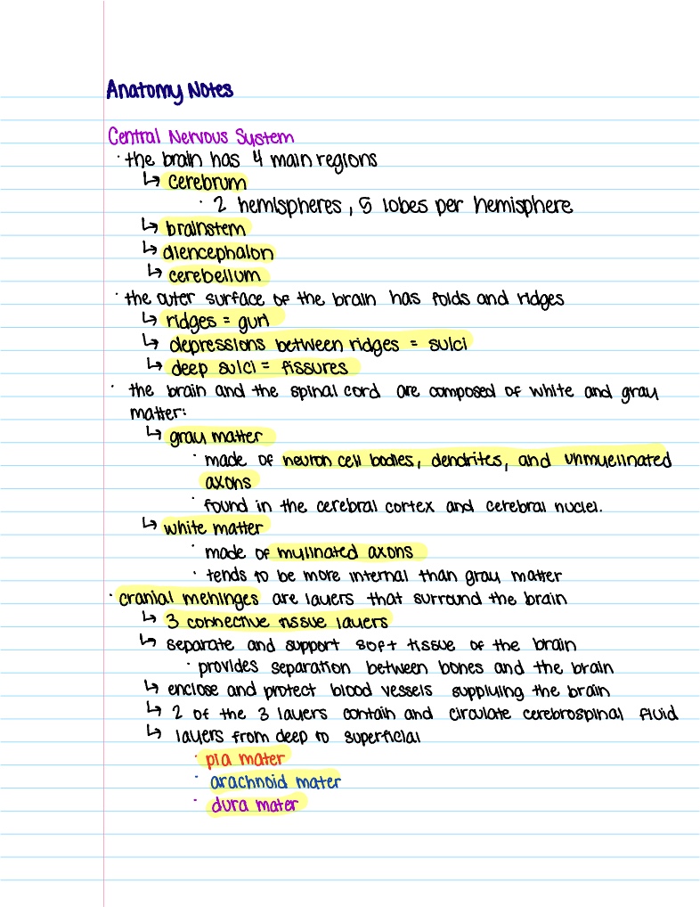 Anatomy CNS - Notability Gallery