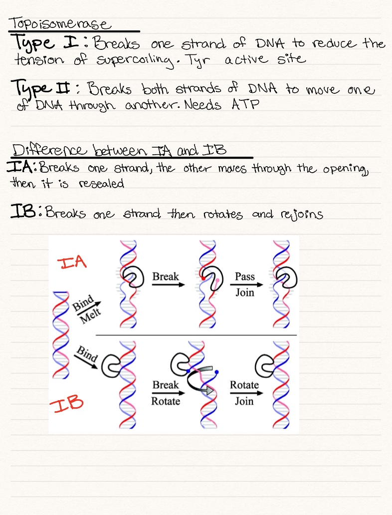 Exam 2 Summaries - Notability Gallery