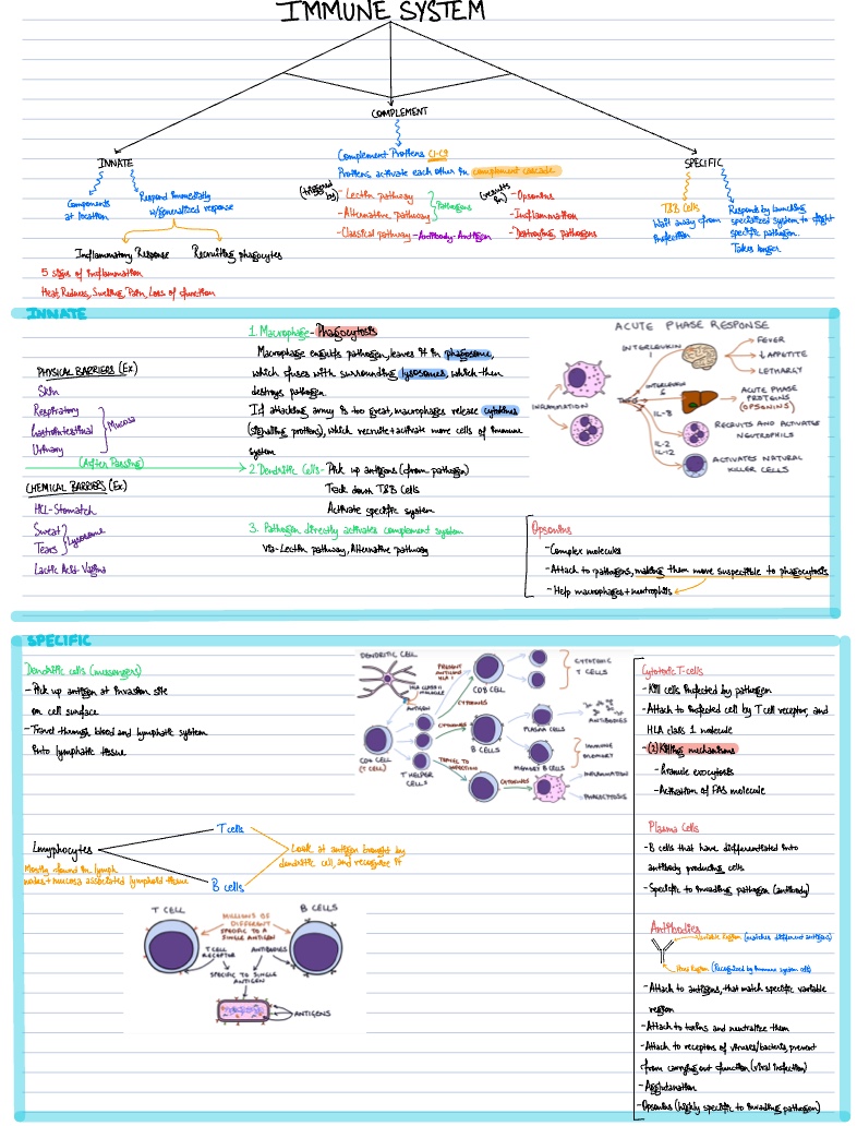 The Immune Response - Notability Gallery