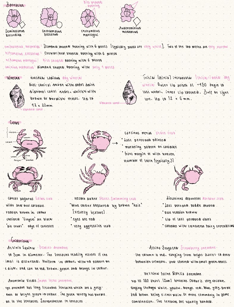 ZY2007 Practical Lab 1 - Notability Gallery