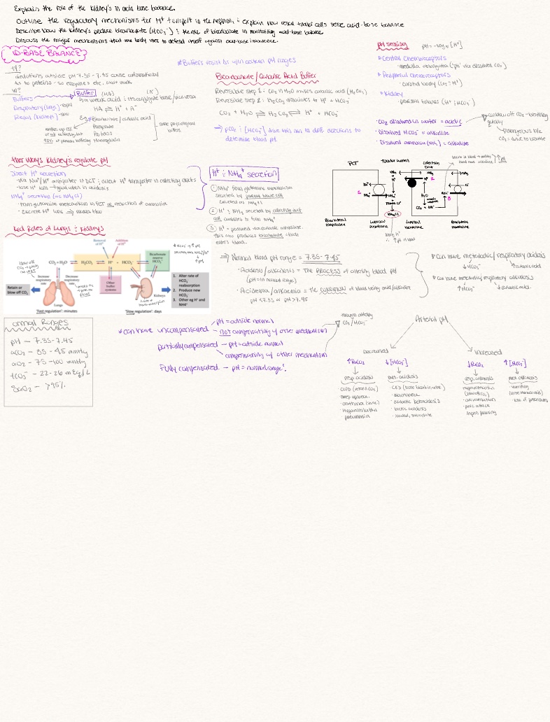 Acid Base Balance Summary - Notability Gallery
