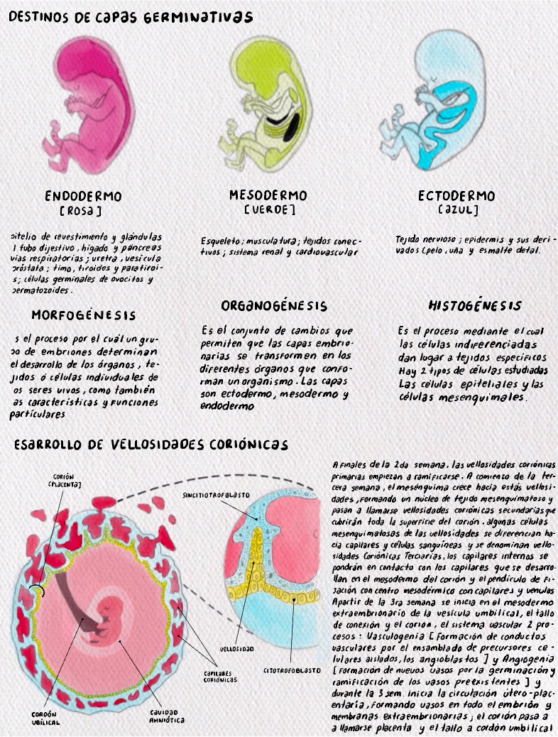 Embriología Notes - Notability Gallery