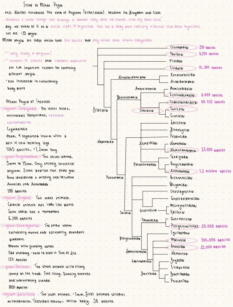 ZY2005 Minor Phyla - Notability Gallery