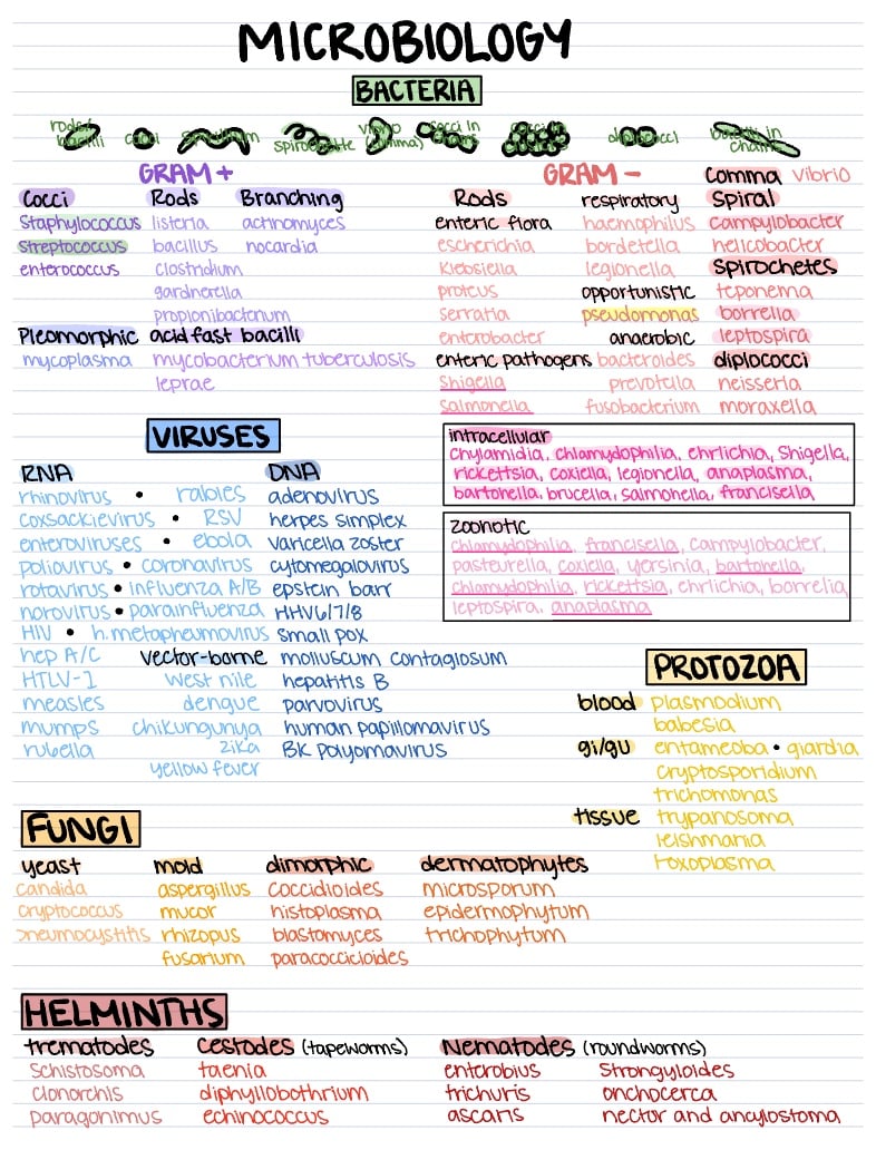 Infectious Disease - Bugs And Drugs - Notability Gallery