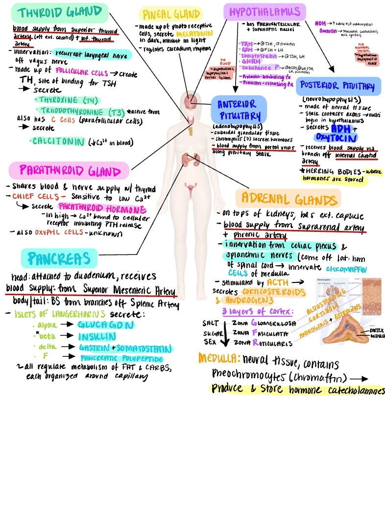 endocrine system labeled