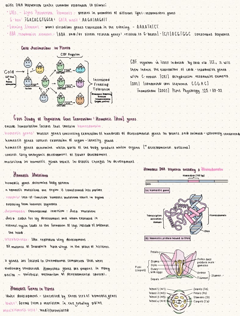 BL2001 Transcription And Regulation Of Gene Expression 2 - Notability ...
