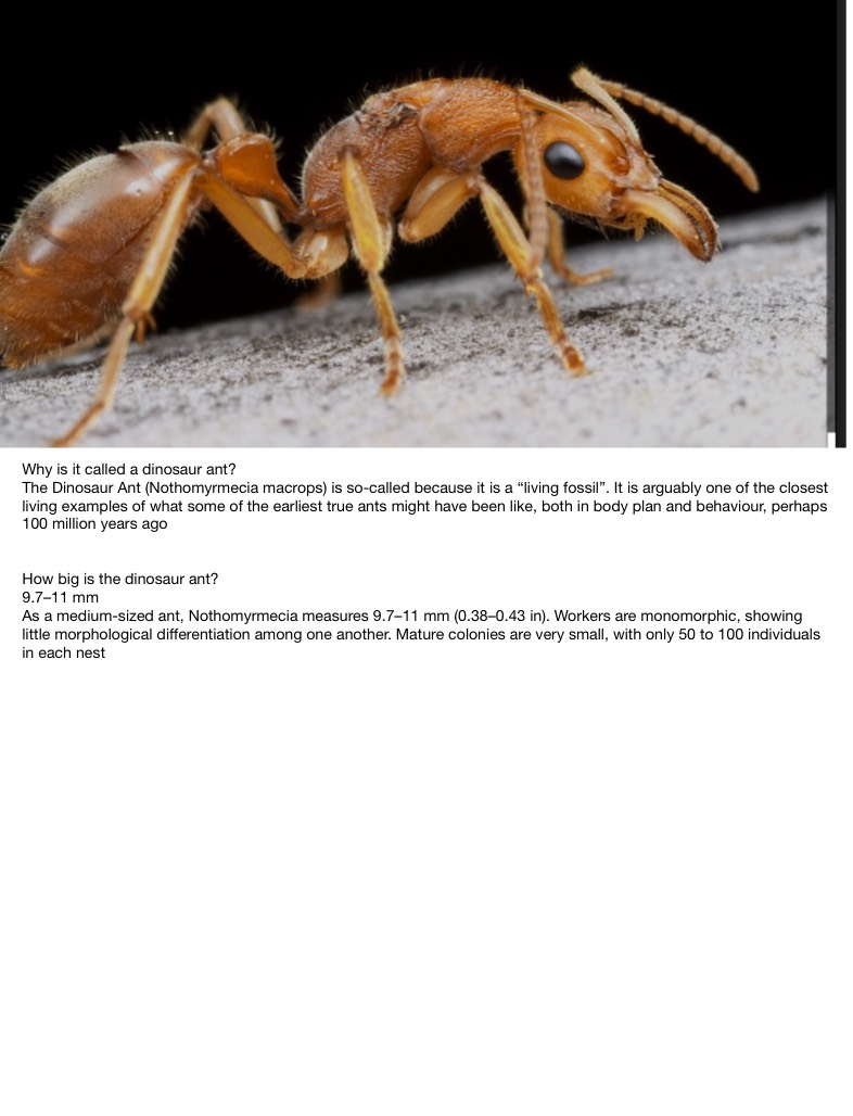 Dinosaur Ant - Notability Gallery