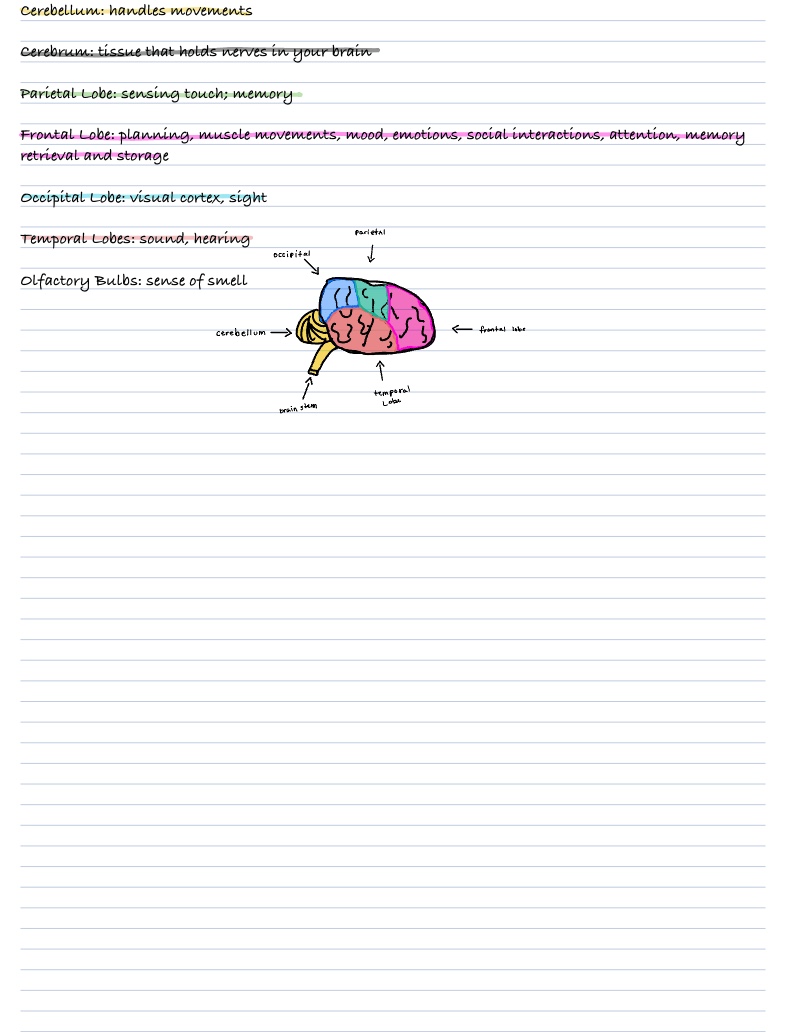 Parts Of Brain - Notability Gallery