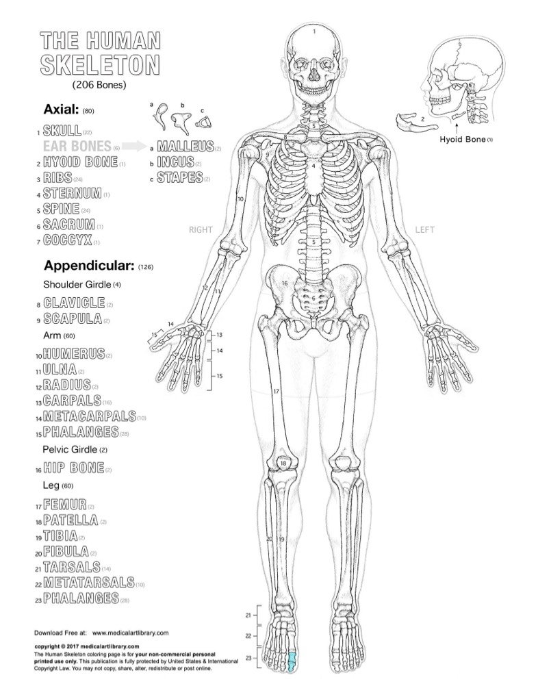 Skeleton Color Guide Skeleton+Coloring - Notability Gallery