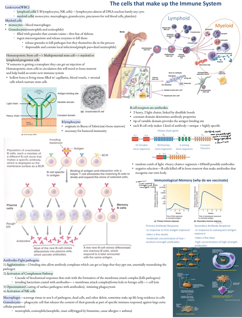 Immune System(NPB101) - Notability Gallery