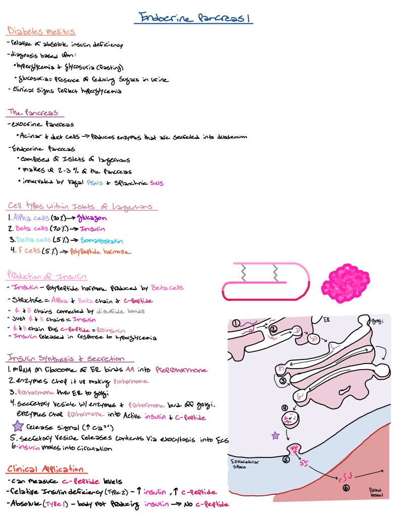 Endocrine Physiology Notes - Notability Gallery