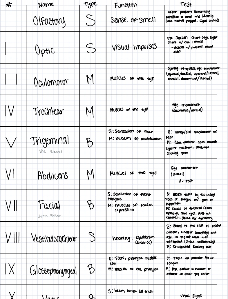 Cranial Nerves & Functions - Notability Gallery