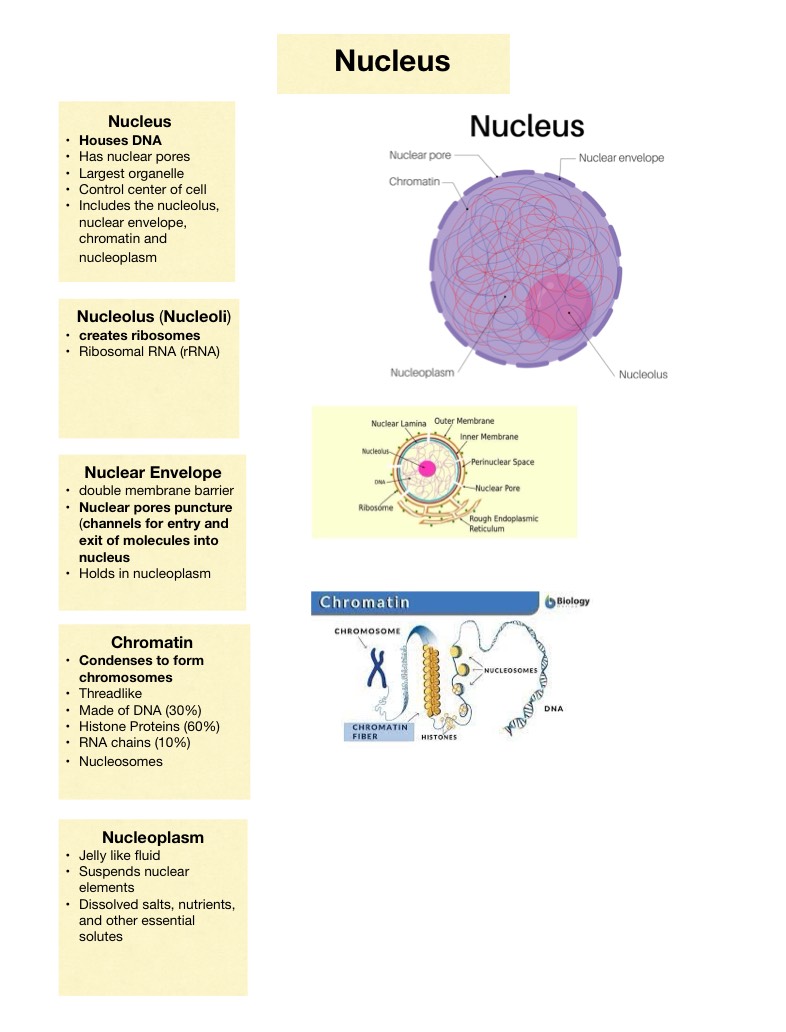 Cell Structure - Notability Gallery