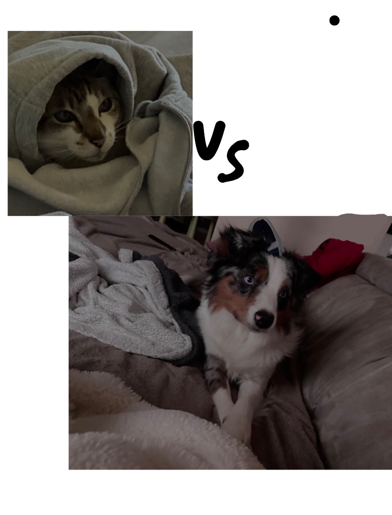 My Cat Vs My Dog - Notability Gallery
