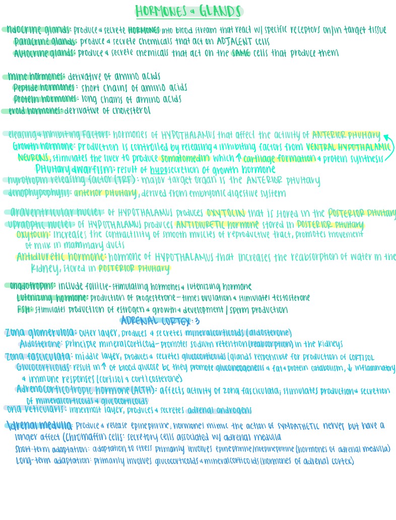 Endocrine System - Notability Gallery