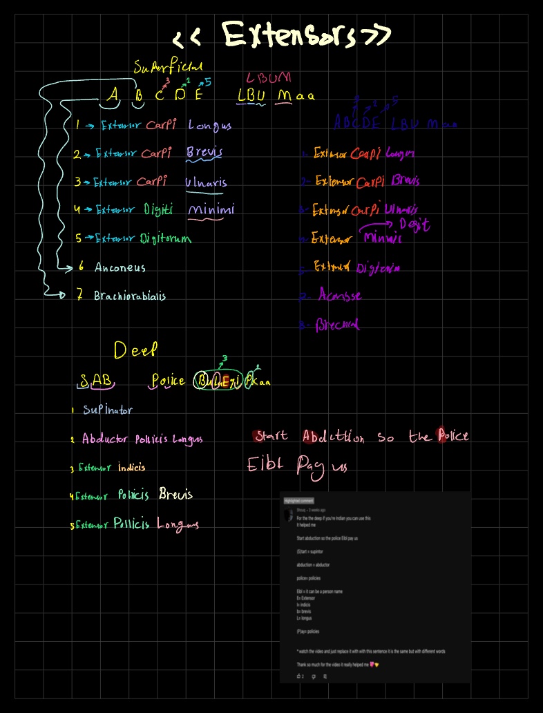 Flexors And (Extensors) Muscles Of Forearm Biology Diagrams